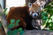 Woche 45 - Roter Panda