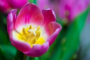 Woche 11 - Tulpe