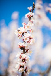 Woche-13-Marillenblüte