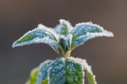 Woche 5 - Frost