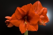 Woche-50-Amaryllis