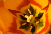 Woche-16-Tulpe