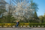 Woche 17 - Frühling