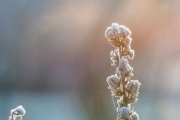 Woche 3 - Frost