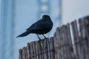 Woche 9 - Amsel