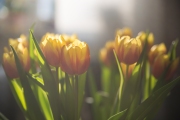 Woche 32 - Tulpen