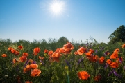 Woche 28 - Mohnblume