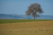 Woche 51 - Feld