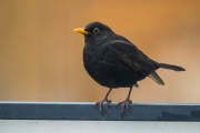 Woche 12 - Morgendlicher Gast