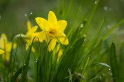 Woche 13 - Frühlingsgruss
