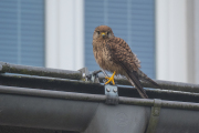 Woche 26 - Falke