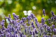 Woche 28 - Lavendel