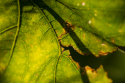 Woche 38 - Herbst