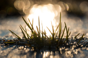 Woche 48 - Gras