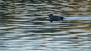 Woche 8 - Ente