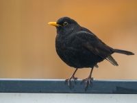 Woche 12 - Morgendlicher Gast