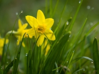 Woche 13 - Frühlingsgruss