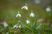 Woche 11 - Schneeglöckchen