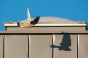 Woche 19 - Falke