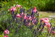 Woche 30 - Lavendel