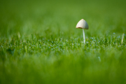 Woche 34 - Feuchte Wiese