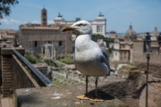 Forum Romanum