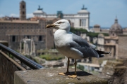 Forum Romanum