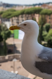 Möwe