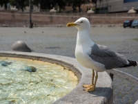 Piazza del Popolo