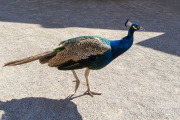 XT5F3628