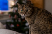 XT5F2615