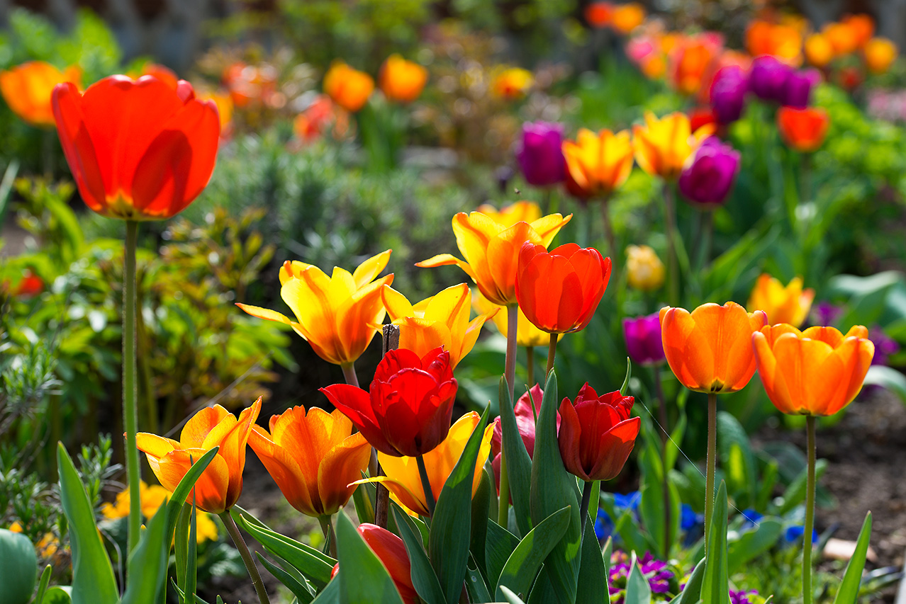 Im Schrebergarten