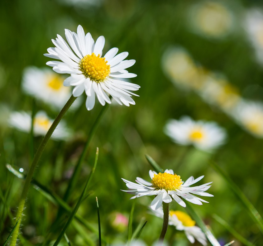 Im Schrebergarten