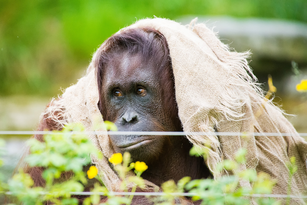 Zoo Schönbrunn