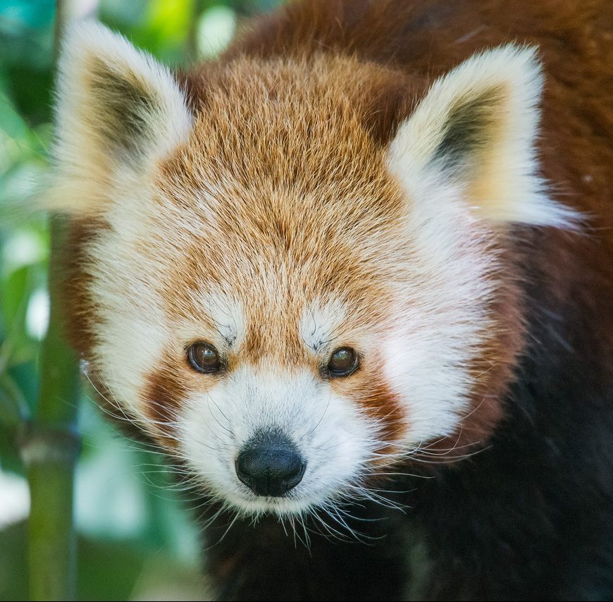 Zoo Schönbrunn