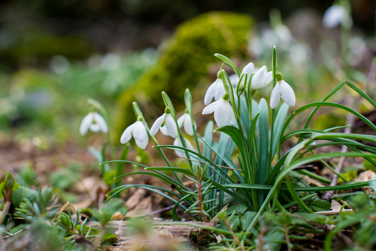 Frühlingserwachen