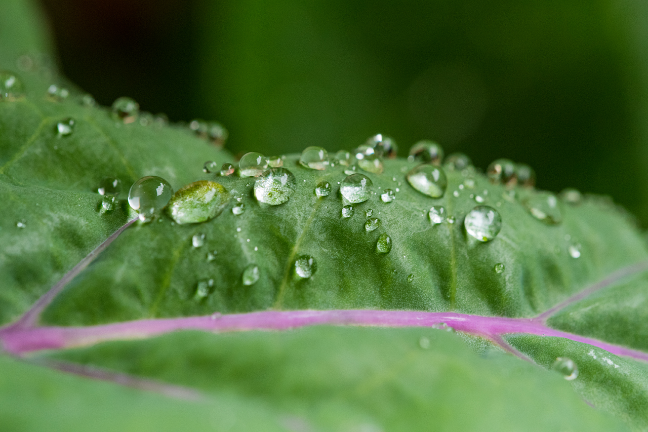 Regenwetter