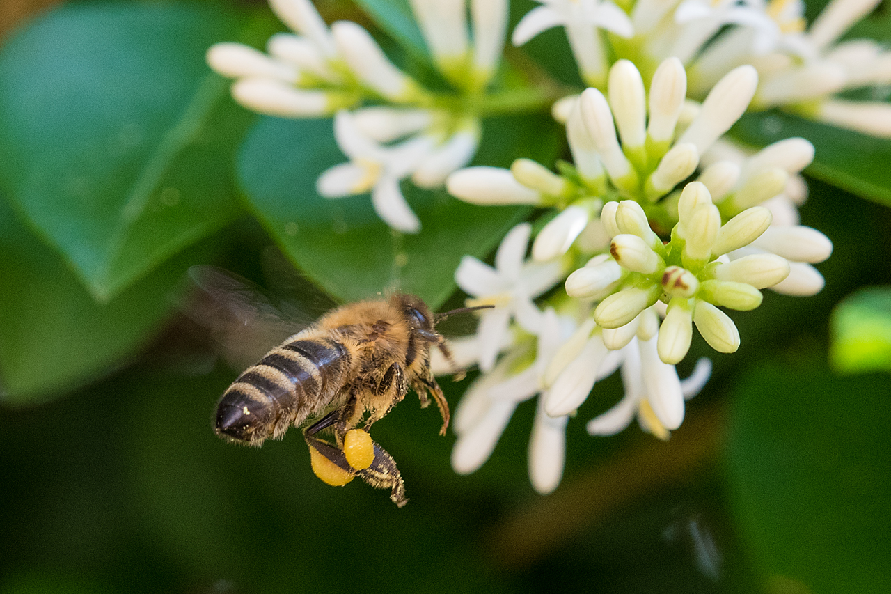 Der Flug der Honigbiene