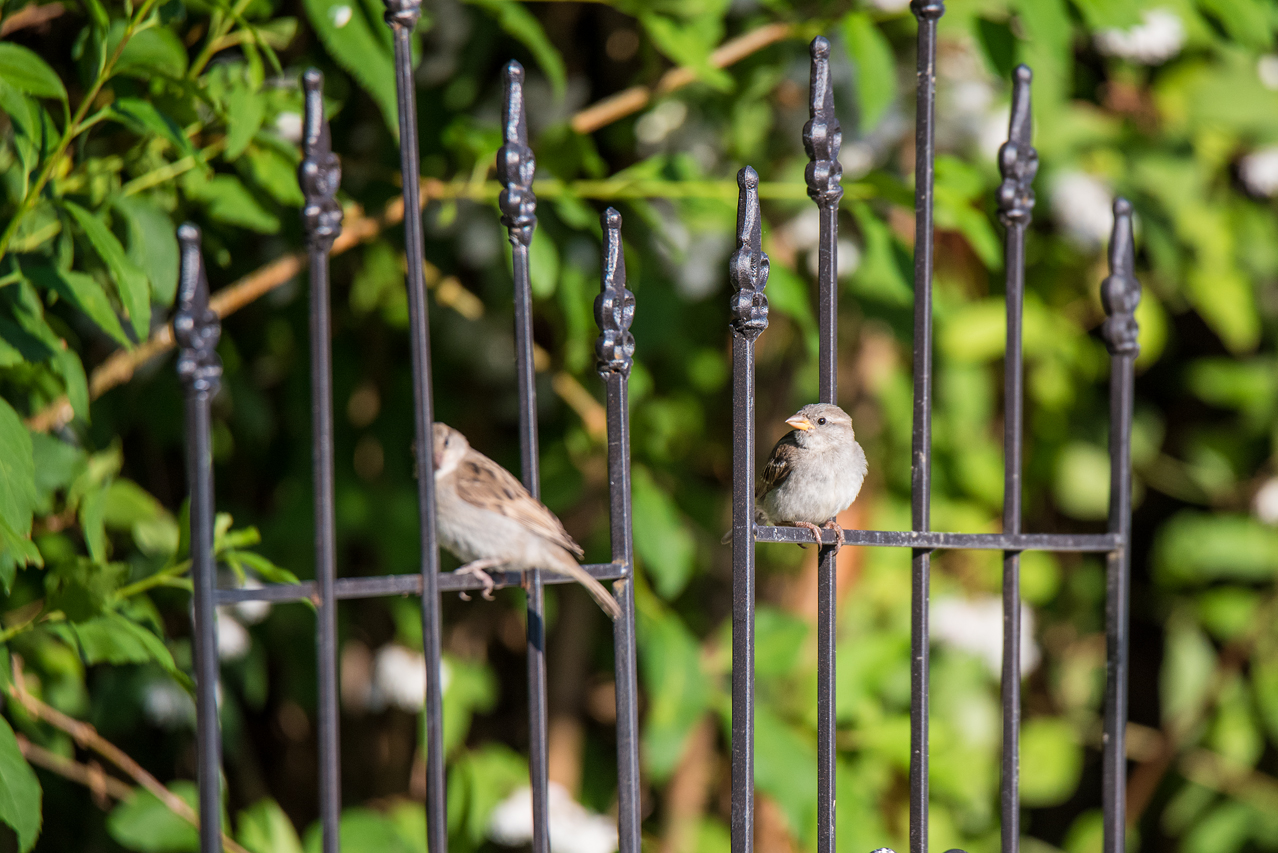 Im Garten