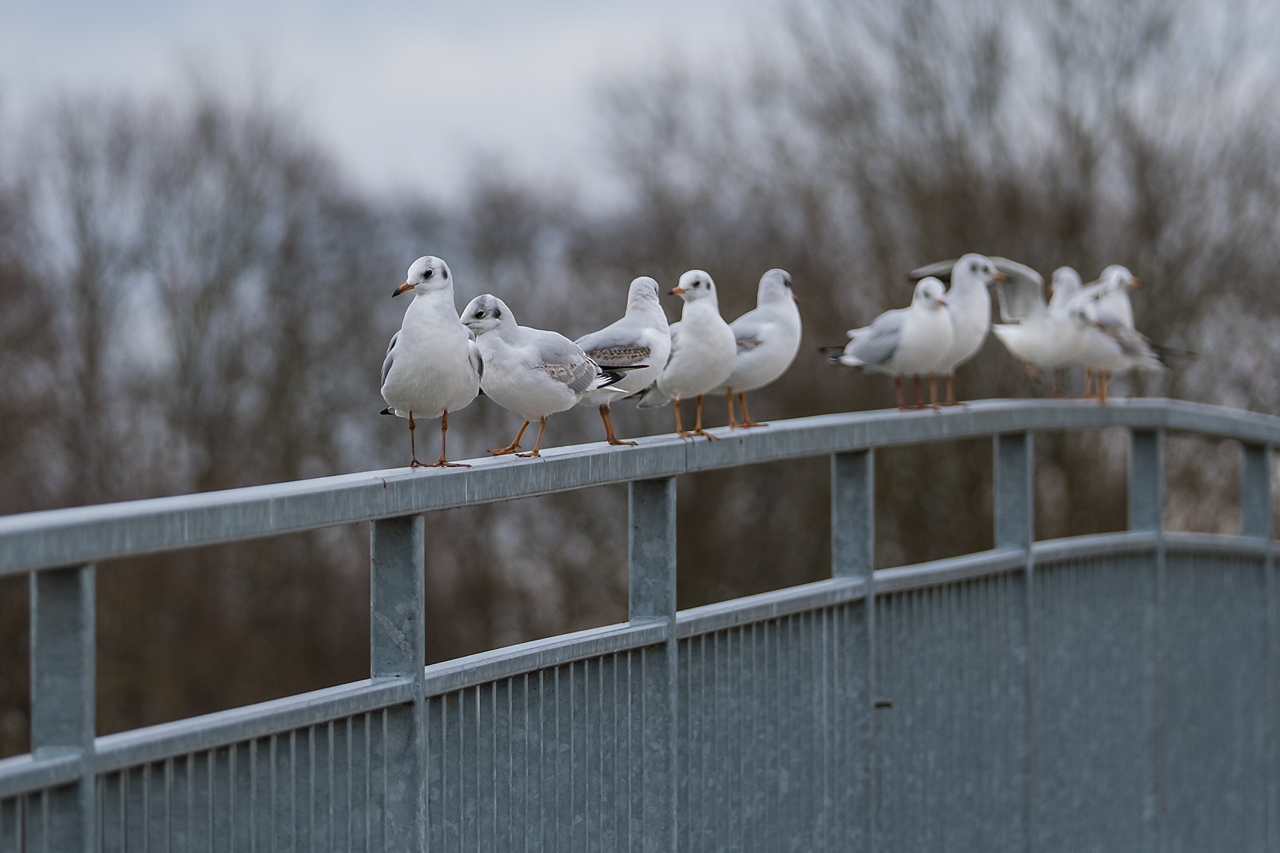 An der Traisen