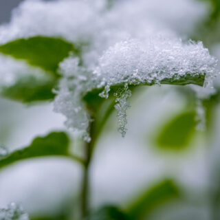 Pic of the Week 2025